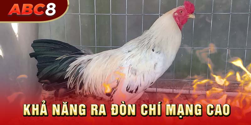 Mang trong mình khả năng luôn ra đòn chí mạng trong mọi cuộc đấu