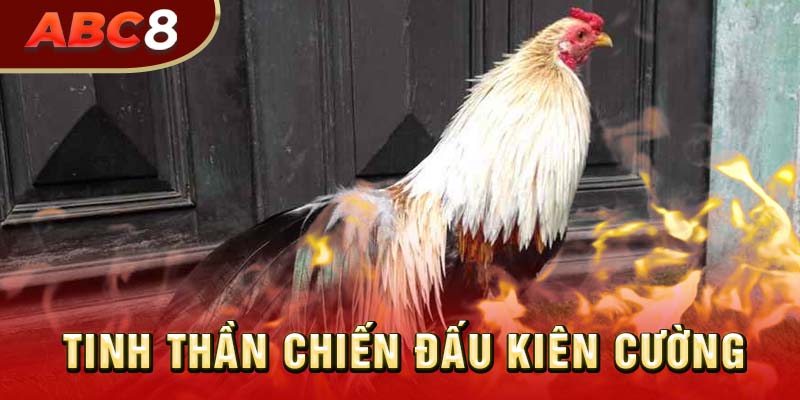 Gà chuối mang trong mình tinh thần chiến đấu kiên cường